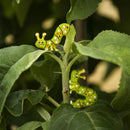 Caterpillar