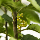 Caterpillar