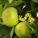 Caterpillar