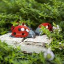 Ladybird