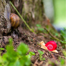 Snail