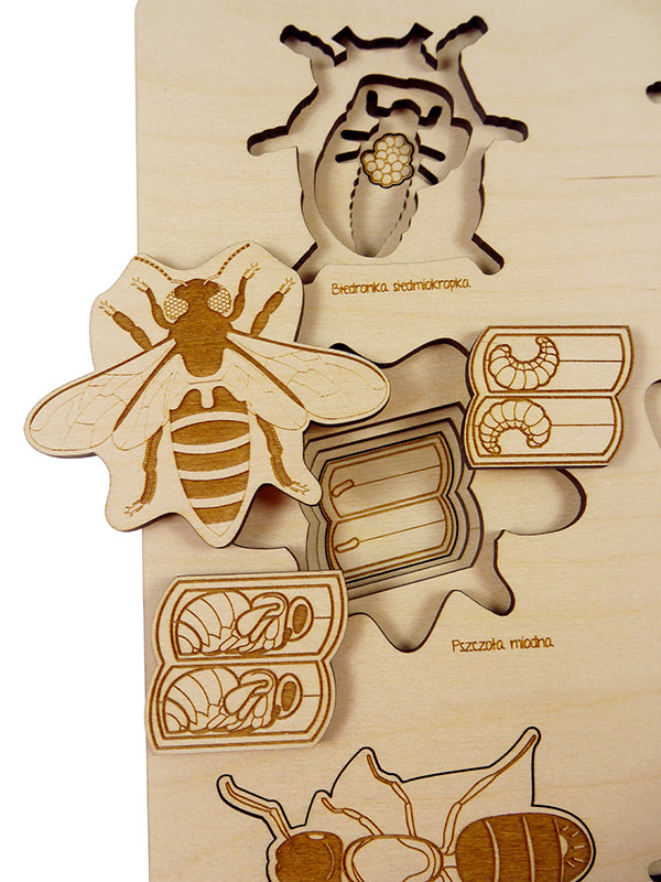 Insects Life Cycle Puzzle