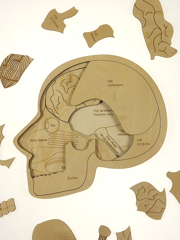 Use your Head! Anatomy Puzzle