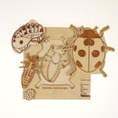 Insect's Life Puzzle - Ladybird