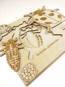 Insect's Life Puzzle - Ladybird