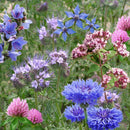 Pollinator Beebom Seedbom