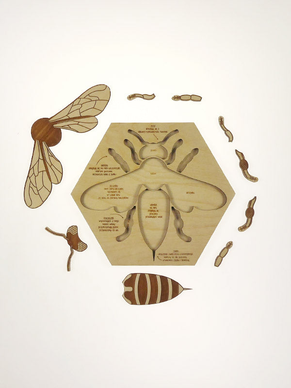 Bee Anatomy Puzzle