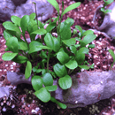 Pollinator Beebom Seedbom